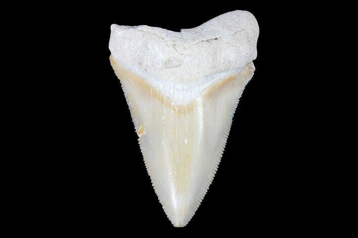 Serrated, Bone Valley Megalodon Tooth - Florida #99873